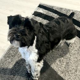 Toby - Miniature Schnauzer