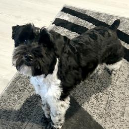 Toby - Miniature Schnauzer
