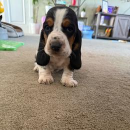 Henry - Black white and brown male Basset Hound puppy in Leroy, Michigan from Iron Sentry Farms