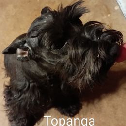 Topanga - Miniature Schnauzer