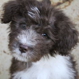 Aussiedoodles and Labradoodles from Mini Acres Farms