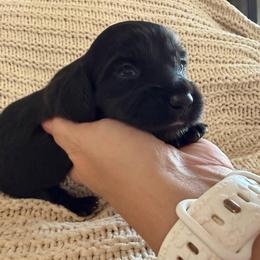 Penny - Black female Dachshund puppy in Piedmont, Oklahoma from Jess’s Dachshunds
