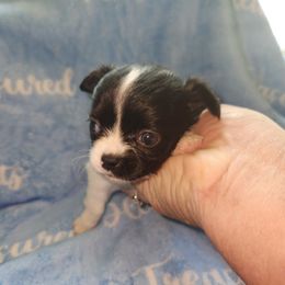 Domino - Black and white male Chihuahua puppy in Attleboro, Massachusetts from Treasured Hearts Chihuahuas