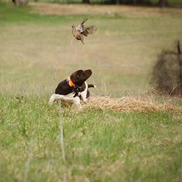 German Shorthaired Pointers from The BARK PAD
