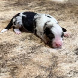 CLOVER - Blue merle female Australian Shepherd puppy in Pendleton, Oregon from High West Aussies