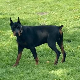 Luka - Doberman Pinscher