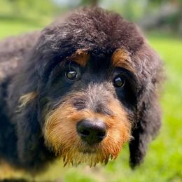 Bernedoodles and Goldendoodles from Doodleville