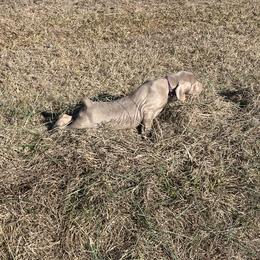 Ms.Purple - Silver gray female Weimaraner puppy in Appling, Georgia from Georgia Line Weimaraners