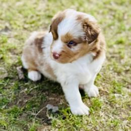 Gage - Red merle male Miniature Australian Shepherd puppy in Luling, Texas from Little Wood Toy and Mini Aussies