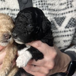 Mary Ann Black Collar - Goldendoodle puppy in Petoskey, Michigan from Petoskey Goldendoodles