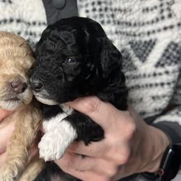 Mary Ann Black Collar - Goldendoodle puppy in Petoskey, Michigan from Petoskey Goldendoodles