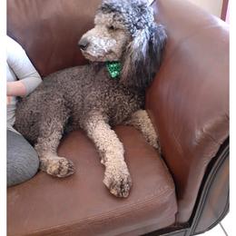 Goldendoodle and Shih Tzu All Grown Up from Godleys finest