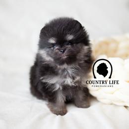AKC Tinsel - Black and tan female Pomeranian puppy in Idaho Falls, Idaho from Country Life Pomeranians