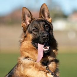 German Shepherds from Chaotis German Shepherds