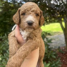 Boy 6 - Red  Goldendoodle puppy in Bluefield, Virginia from Love on a Leash