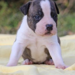 Doc - Red brindle male American Staffordshire Terrier puppy in Guilford County, North Carolina from Explicit Kennel