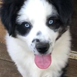 Australian Shepherd, Miniature Australian Shepherd, and Toy Australian Shepherd Puppies from Crazy Acres Aussies