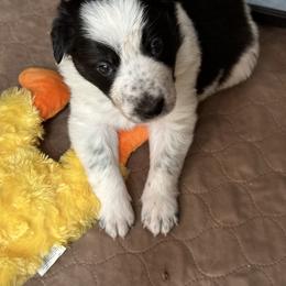 Border Collie Puppies from Roaring River Border Collies