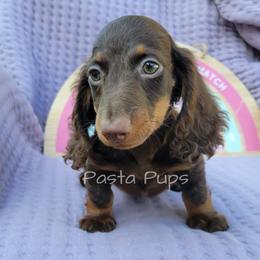 AKC Cashew - Chocolate and tan male Dachshund puppy in Texarkana, Arkansas from Pasta Pups Miniature Dachshunds