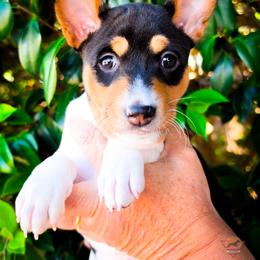 Susie Q - Tri-color female Basenji puppy in San Diego, California from Triforce Basenjis