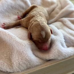 Queen Charlotte - Parti female Goldendoodle puppy in Barstow, California from Golden Desert Doodles