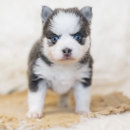 Pomsky Puppies from Hill Tribe Pomskies