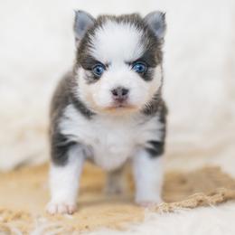 Pomsky Puppies from Hill Tribe Pomskies