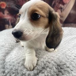Storm (Ready) - Piebald female Dachshund puppy in Jena, Louisiana from Amy’s Mini Doxies