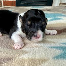 Pink Collar Girl Zinnia - Black and tan female Pembroke Welsh Corgi puppy in Paris, Kentucky from Flat Run Corgis