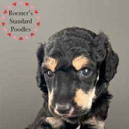 Poodle Puppies from Roemer’s Standard Poodles