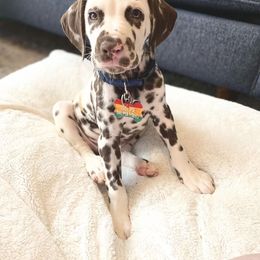 Dalmatian Puppies from Sublime Dalmatians