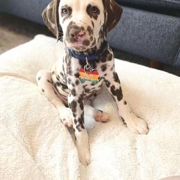 Dalmatian Puppies from Sublime Dalmatians