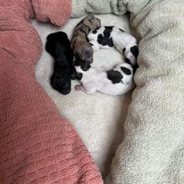 Chihuahua Puppies from PAWSitive Cheeky Chihuahuas