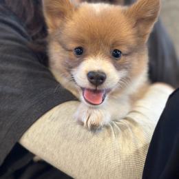 Jolteon - Red male Pembroke Welsh Corgi puppy in Onalaska, Washington from Shoestring Valley Corgis