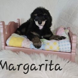 Margarita - Phantom female Poodle puppy in Poplar Bluff, Missouri from Jazzy's Standards poodles