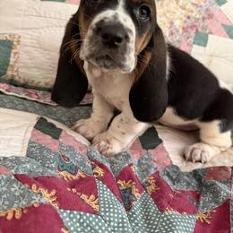 Peace - Black and white female Basset Hound puppy in Letcher, Kentucky from Hackers Appalachian Basset Hounds