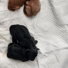 Poodle Puppies from Dusty Lane Ranch