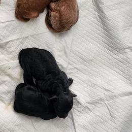 Poodle Puppies from Dusty Lane Ranch
