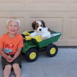 Bernedoodle, Goldendoodle, and Poodle Puppies from Raintree Standard Poodles & Mini Doodles
