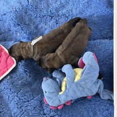 Leonberger Puppies from Sinnsro Leonbergers