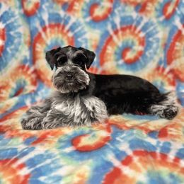 Gabby - Parti female Miniature Schnauzer puppy in Happyland, Oklahoma from Fraizer Farms
