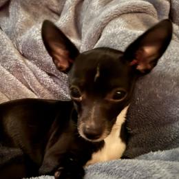 Magnolia Jude aka Maggie - Black and white female Chihuahua puppy in Henderson, Kentucky from Western Kentucky Chihuahua’s and Chinese Crested’s