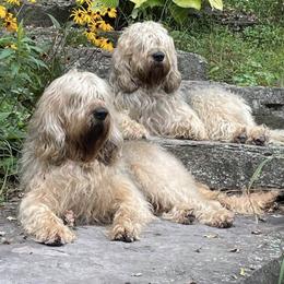 Otterhounds from Catskill Otterhounds