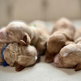 Boy 2 Selection - Apricot male Cavapoo puppy in Pleasant Hill, Iowa from Harvest Creek
