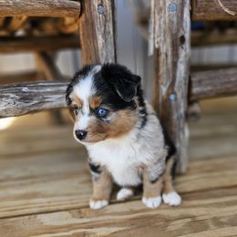 Toy Australian Shepherd Puppies from Reflections of Star Crest Kennel