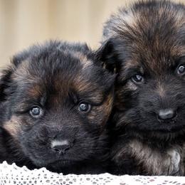 German Shepherds from Pine Hill German Shepherds