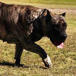 Belle - Perro de Presa Canario