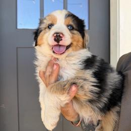 Wrangler - Blue merle male Miniature American Shepherd puppy in Payson, Arizona from Barnhardt Minis