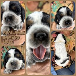Bamboo - Black white and tan male English Springer Spaniel puppy in Billings, Montana from M&M Fuzzy Bottom Friends