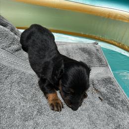 Penny - Black and tan female Dachshund puppy in Clermont, Florida from Dachshund Dad®